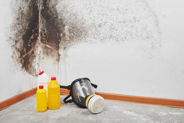 Best Commercial Mold Removal  in Hempstead, TX