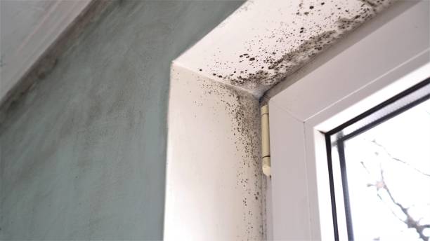 Mold Removal and Inspection in Hempstead, TX