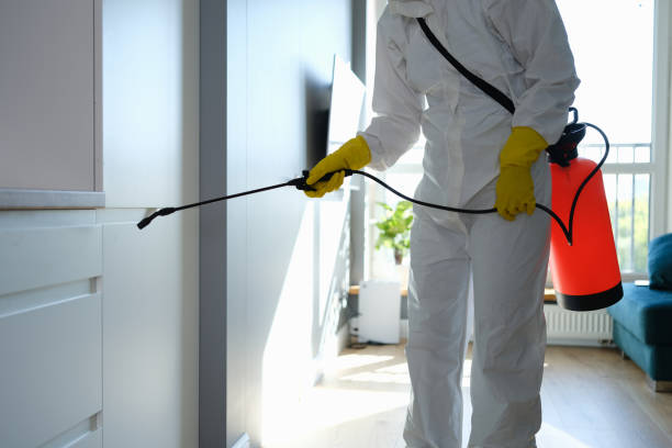 Best Certified Mold Removal  in Hempstead, TX
