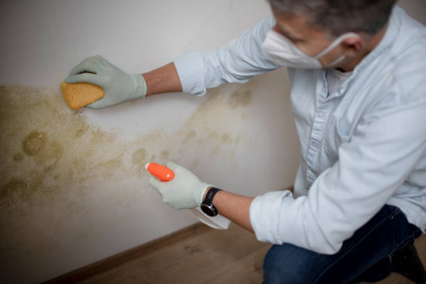 Best Emergency Mold Removal  in Hempstead, TX