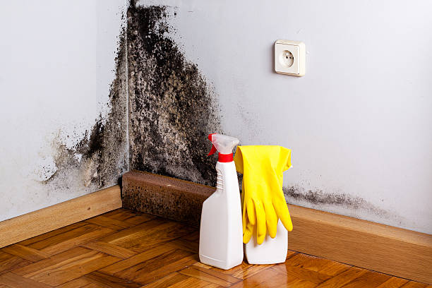 Best Residential Mold Removal  in Hempstead, TX