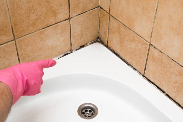 Best Mold Remediation  in Hempstead, TX